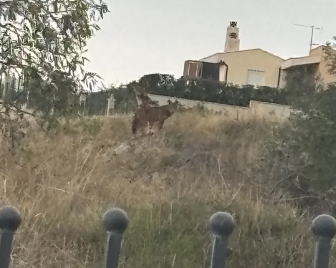 Λύκοι στην Πυλαία Θεσσαλονίκης