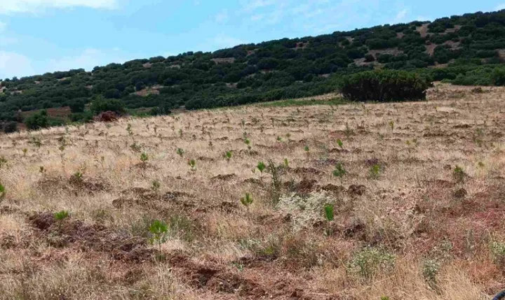 Αναδάσωση στον νομό Θεσσαλονίκης