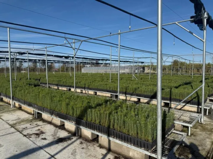 Το δασικό φυτώριο Λαγκαδά